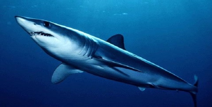  صورة أرشيفية لـ ماكو.. سمكة القرش بالبحر الأحمر